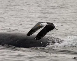 Gaviota sobre ballena
