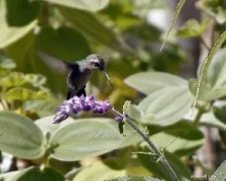 Colibri 