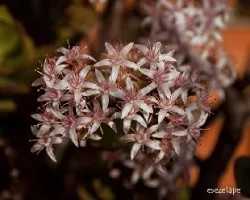 Crassula ovata