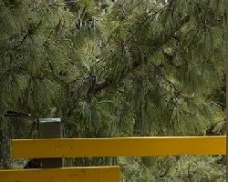 Vista desde la puerta de la cabaña 