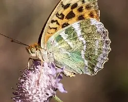Argynnis paphia