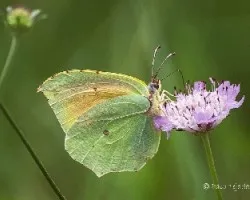 Gonepteryx cleopatra