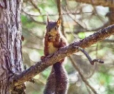 Scirius vulgaris (ardilla roja)