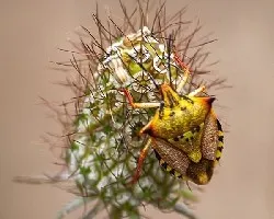 Carpocoris fuscispinus
