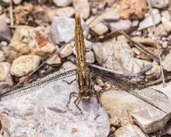 Orthetrum cancellatum
