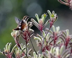 El pequeño colibrí