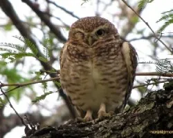 Athene cunicularia cunicularia
