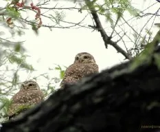 Athene cunicularia cunicularia