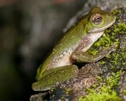 Ecnomiohyla miotympanum