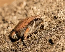 Hypopachus variolosus