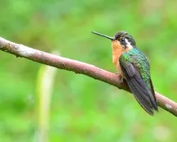 Lampornis calolaemus