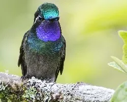 Lampornis calolaemus