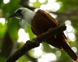 Procnias tricarunculatus