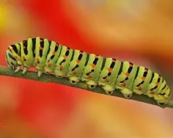Papilio macaon