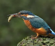 Alcedo atthis