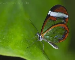 Greta oto (lepidóptero ditrisio)