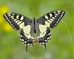 Papilio