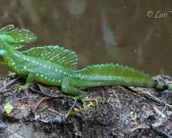 Basiliscus plumifrons