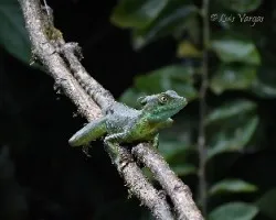 Basiliscus plumifrons