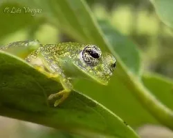 Sachatamia albomaculata