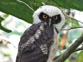 Pulsatrix perspicillata