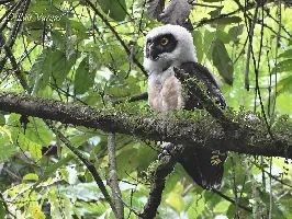 Pulsatrix perspicillata