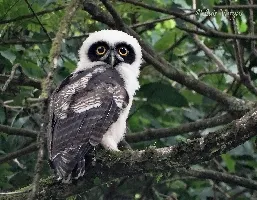 Pulsatrix perspicillata