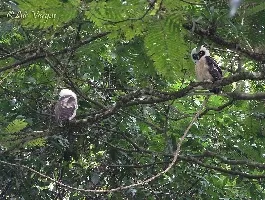 Pulsatrix perspicillata