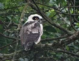 Pulsatrix perspicillata