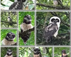 Pulsatrix perspicillata