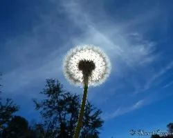 Semillero de diente de león 