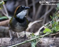 Arremon brunneinucha