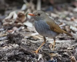 Catharus aurantiirostris