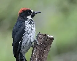 Melanerpes formicivorus