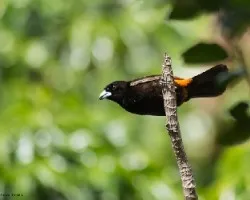 Ramphocelus costaricensis