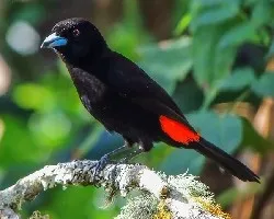 Ramphocelus costaricensis