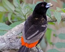 Ramphocelus costaricensis