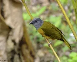 Eucometis penicillata