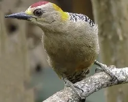 Melanerpes hoffmannii