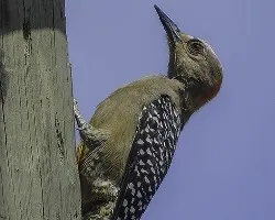 Melanerpes hoffmannii