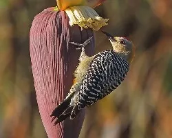 Melanerpes hoffmannii