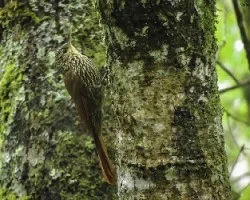 Lepidocolaptes affinis