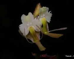 Epidendron sp.