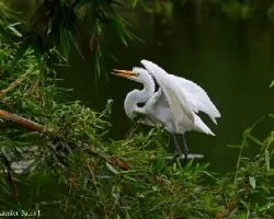 Ardea alba