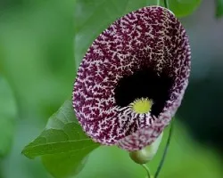 Aristolochia elegans