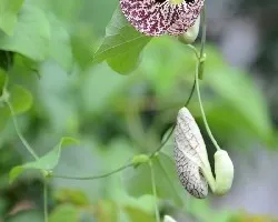 Aristolochia elegans