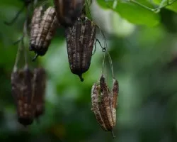 Aristolochia elegans