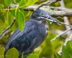 Butorides sundevalli