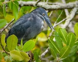 Butorides sundevalli