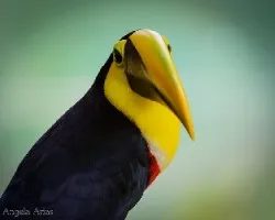 Ramphastos ambiguus